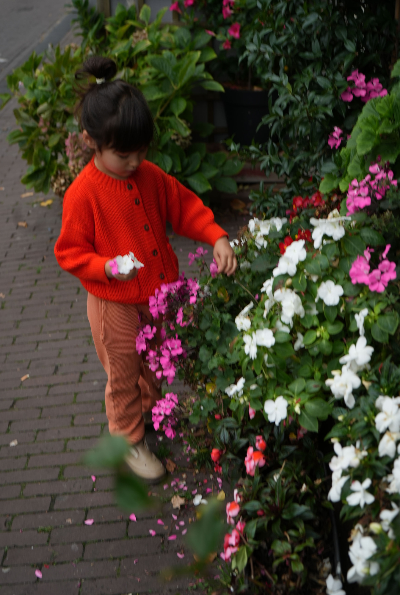 The Tanguis Cotton Cardigan - JOYFUL POPPY